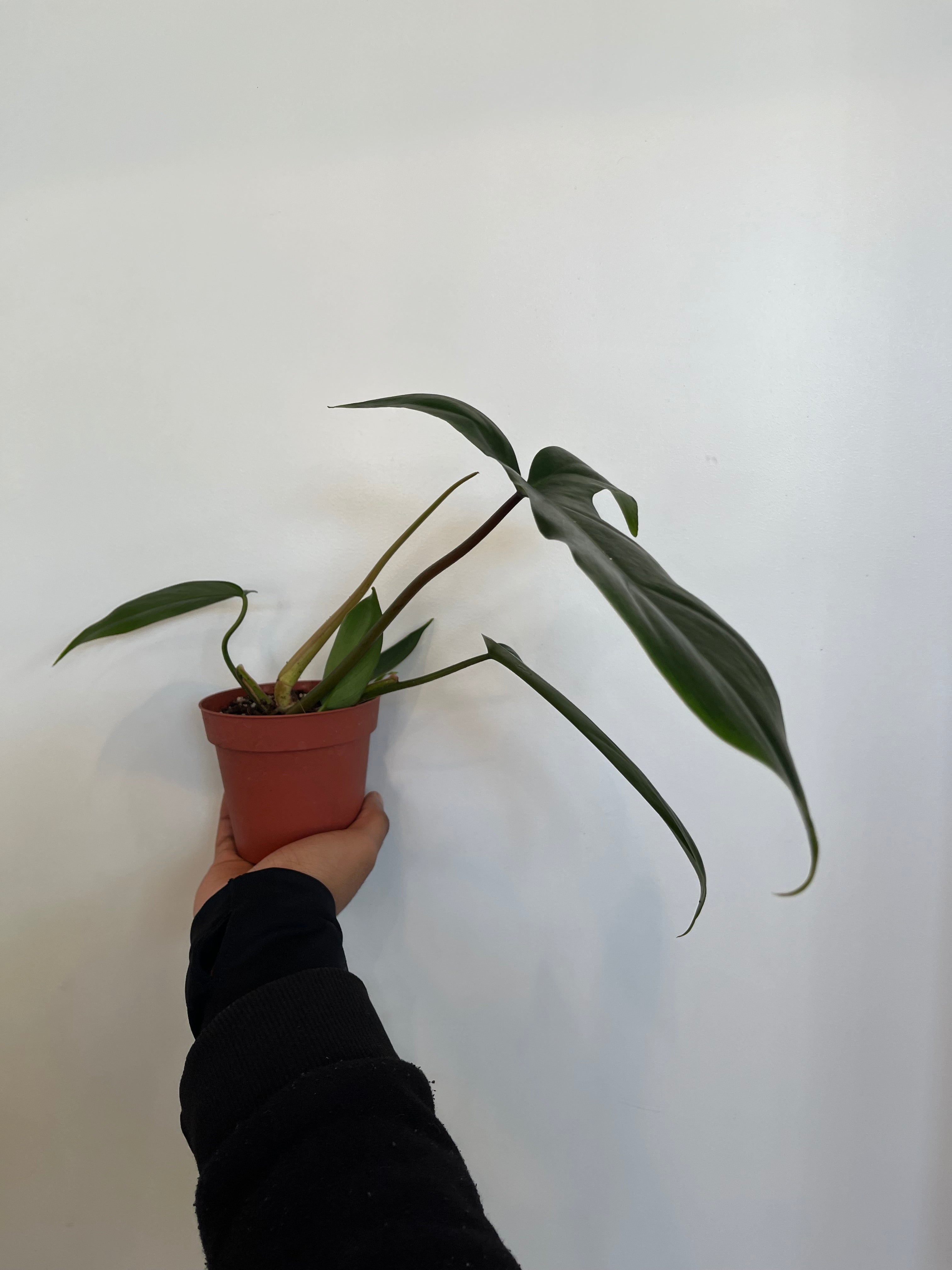 Philodendron bipennifolium