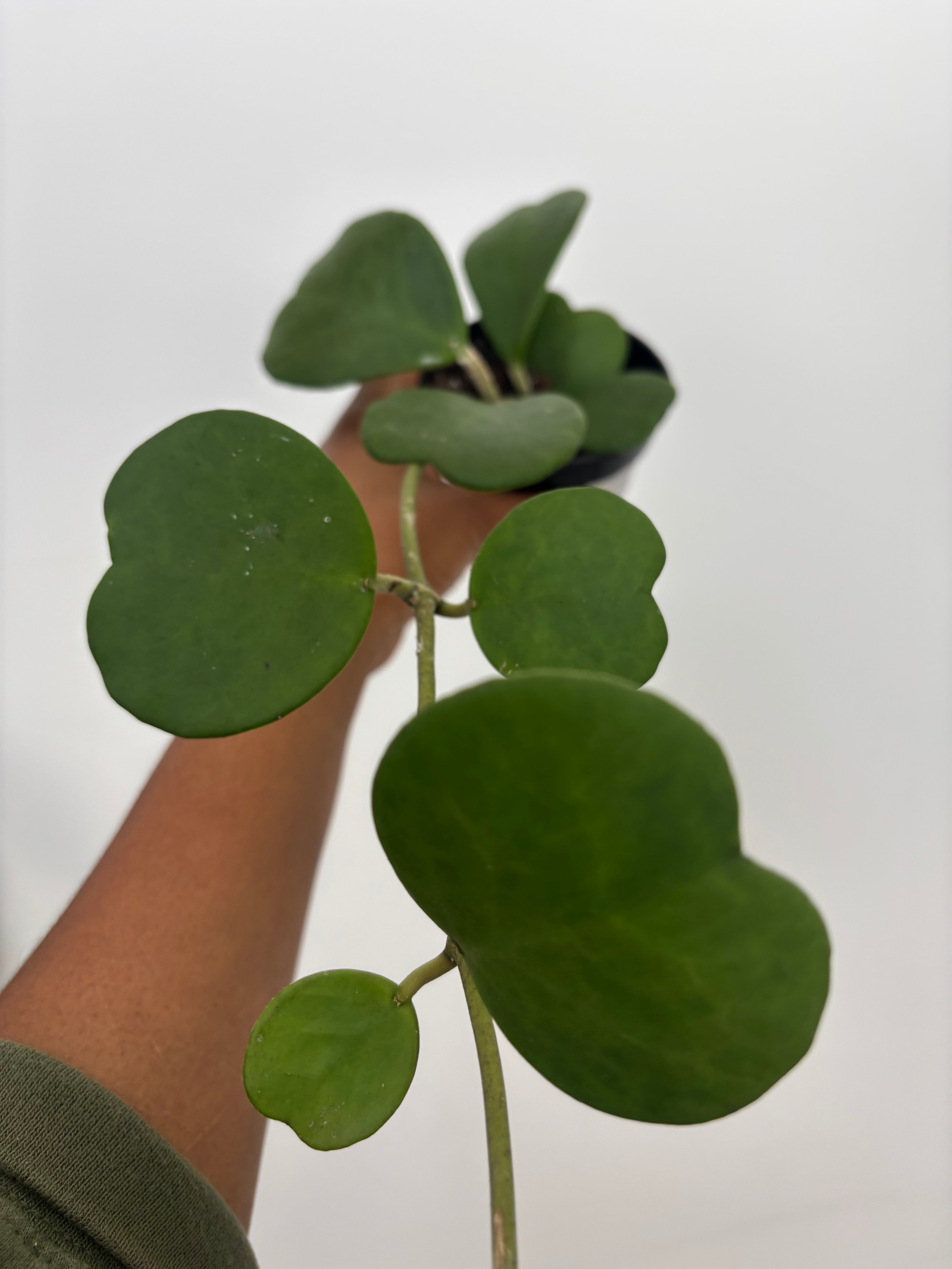 Hoya kerrii, Heart Hoya is