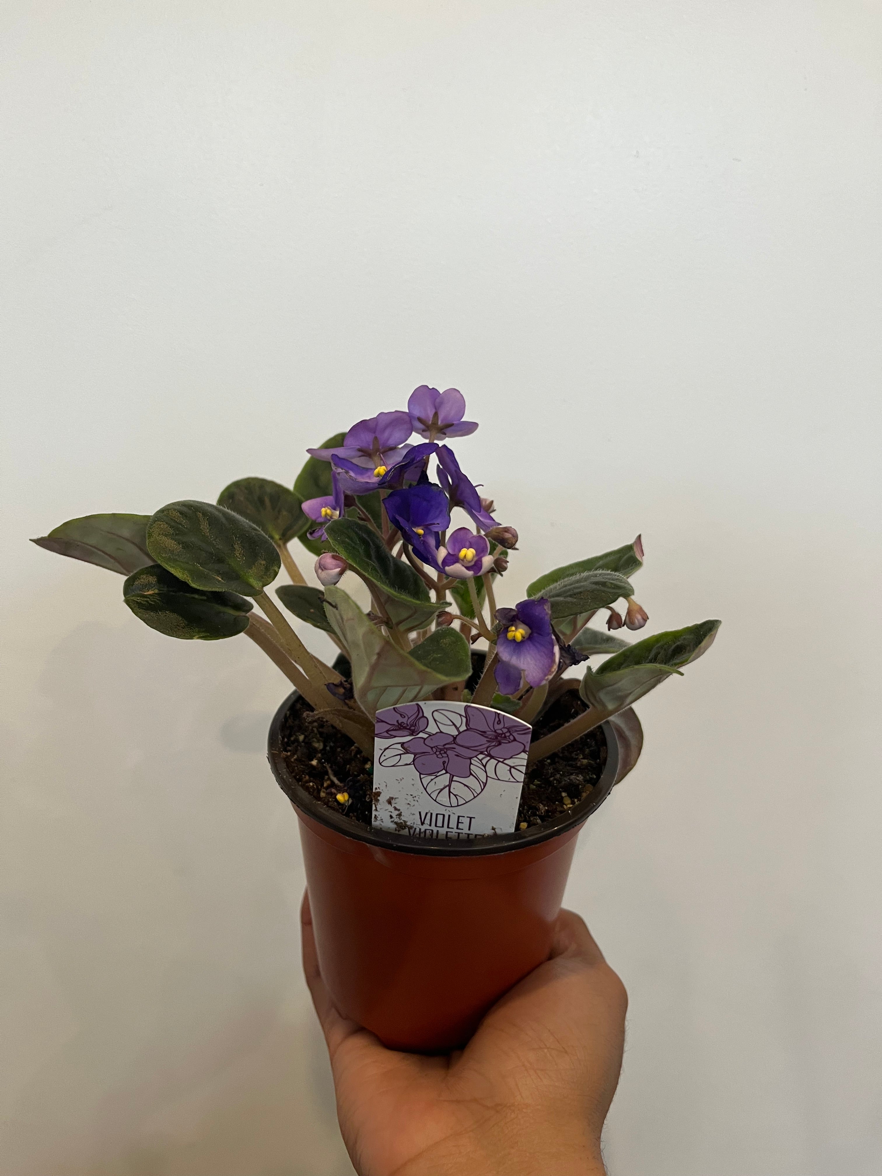 African Violet