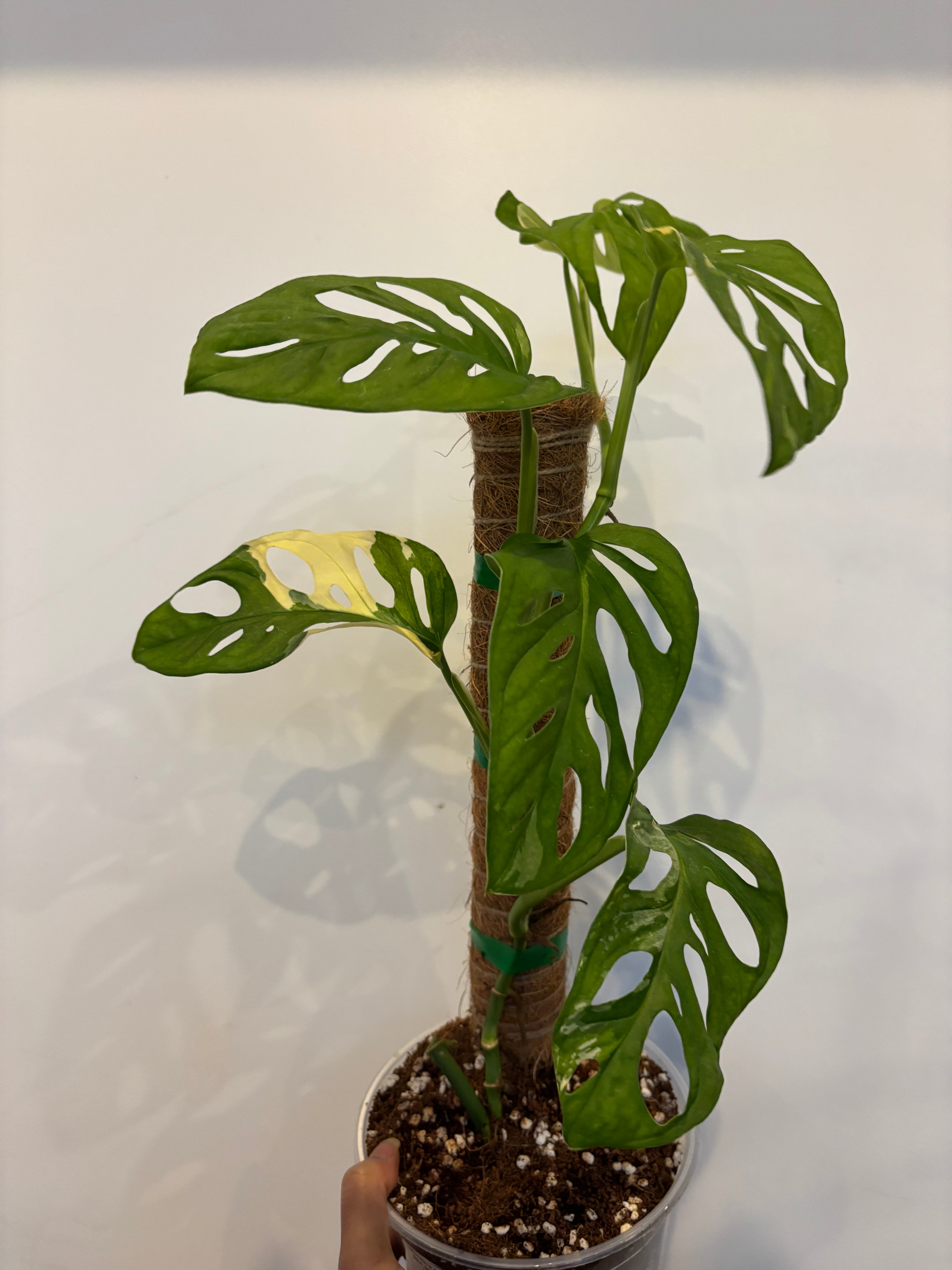 Monstera Adansonii Variegated
