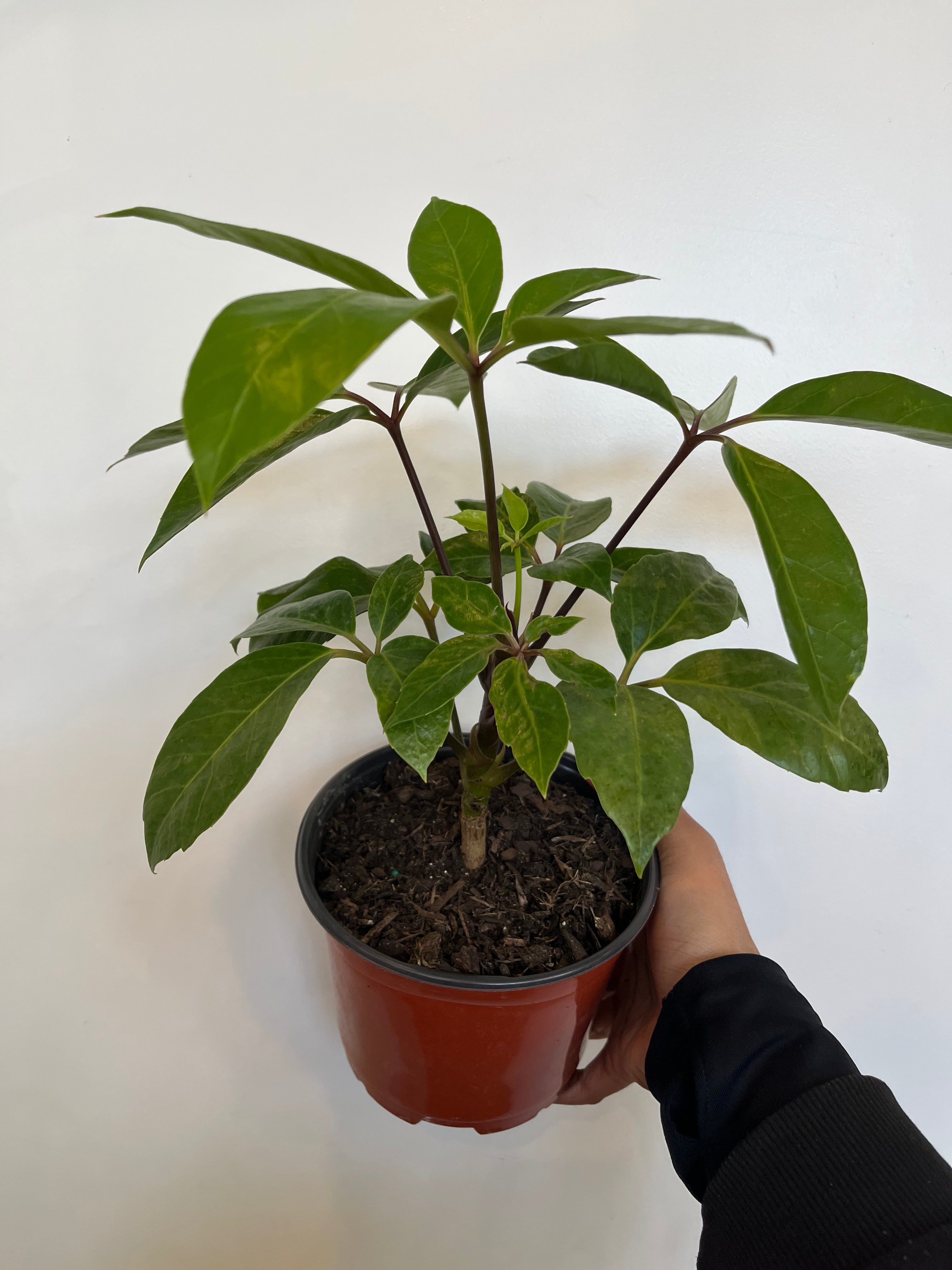 Schefflera Amate