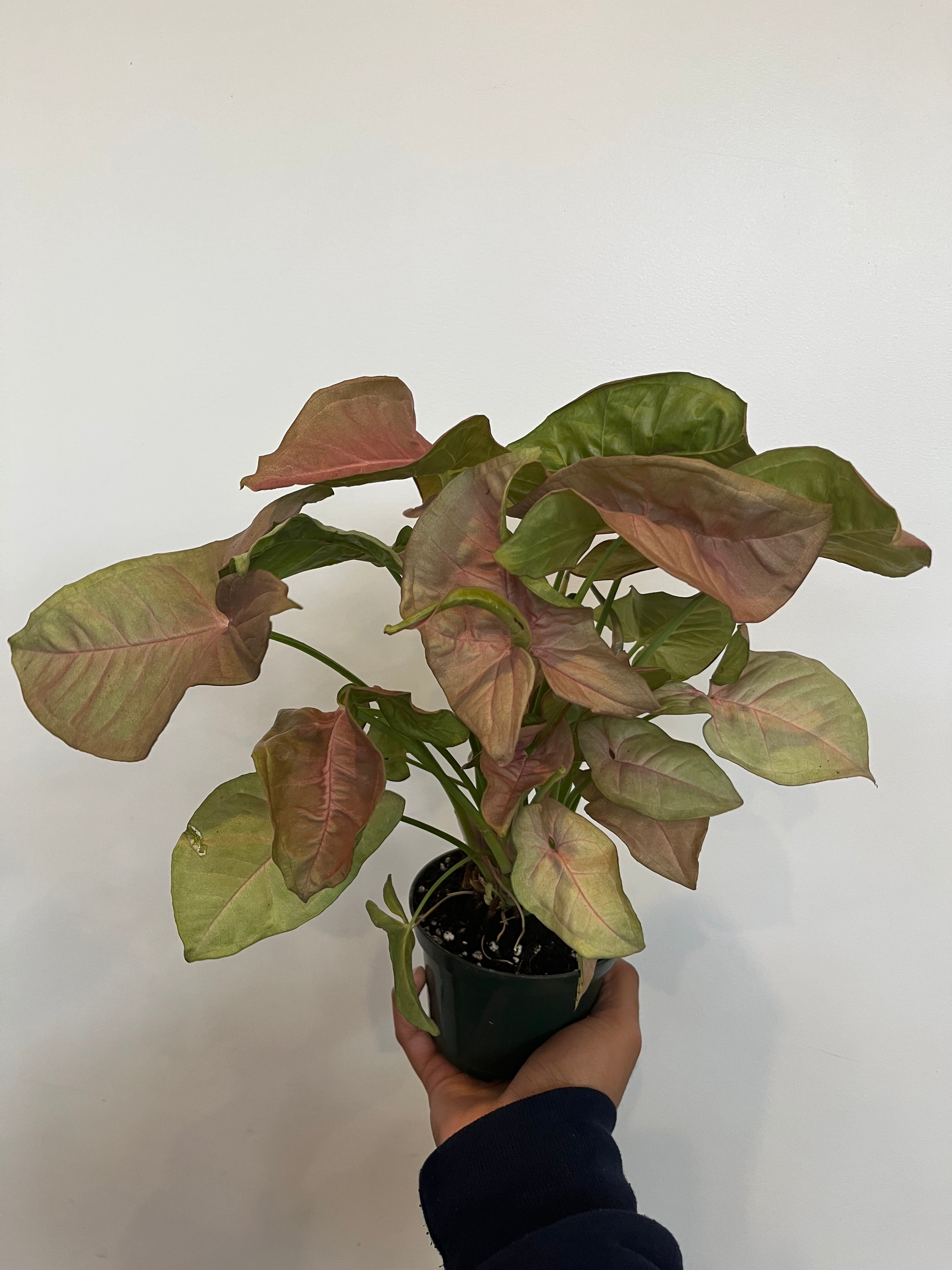 Pink Allusion Syngonium