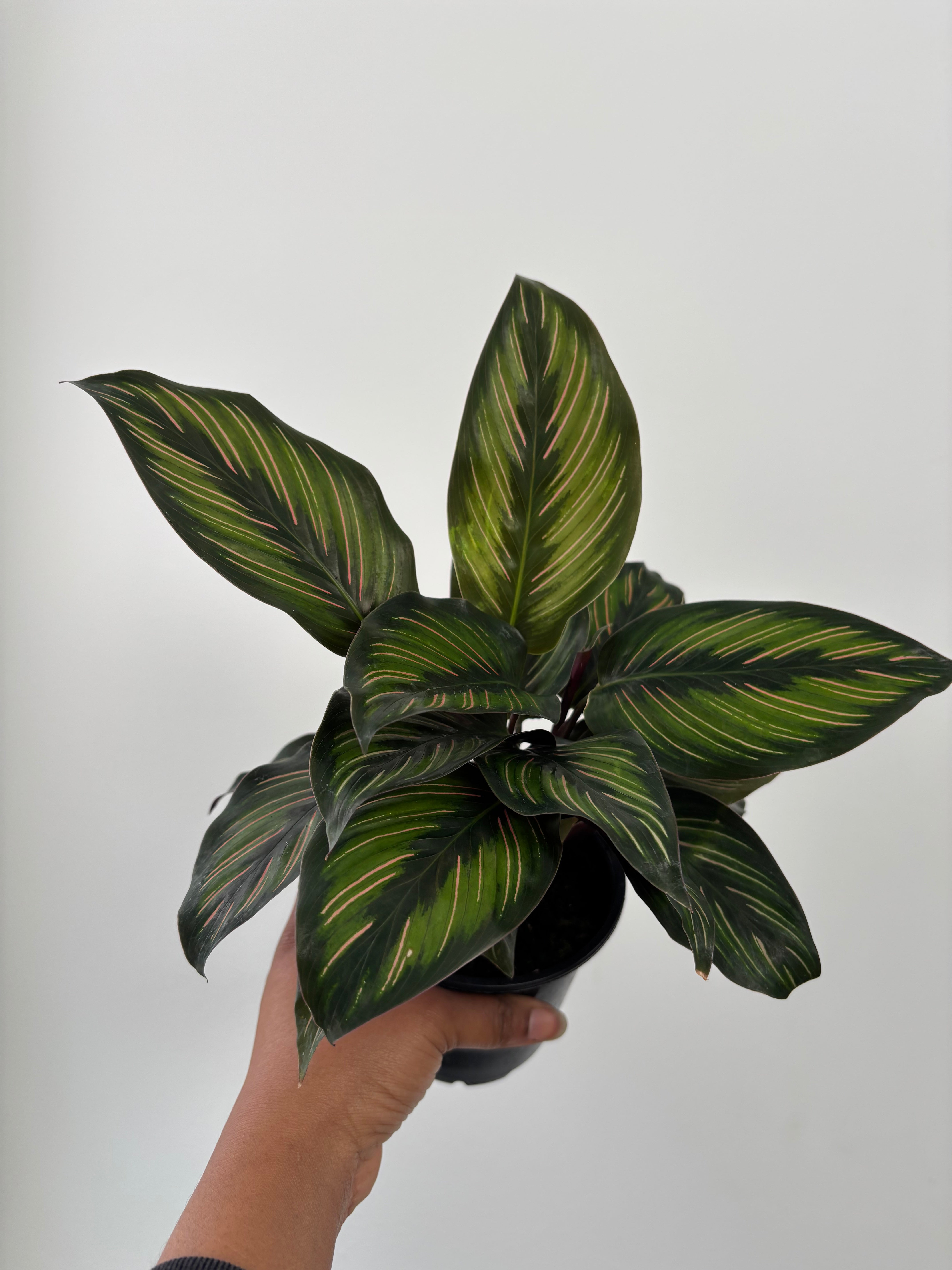 Calathea Beauty Star