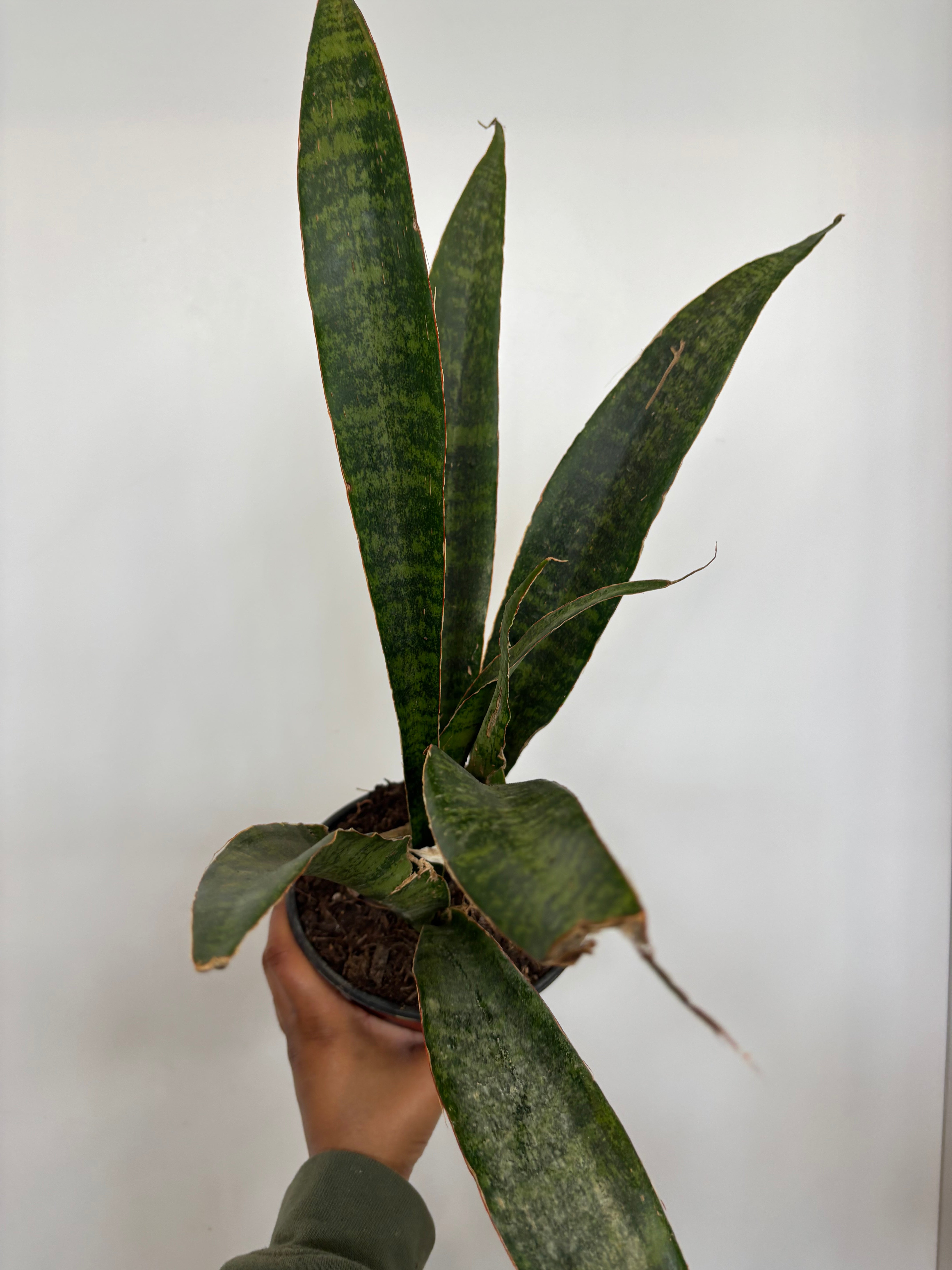 Sansevieria aubrytiana  Nite Lite