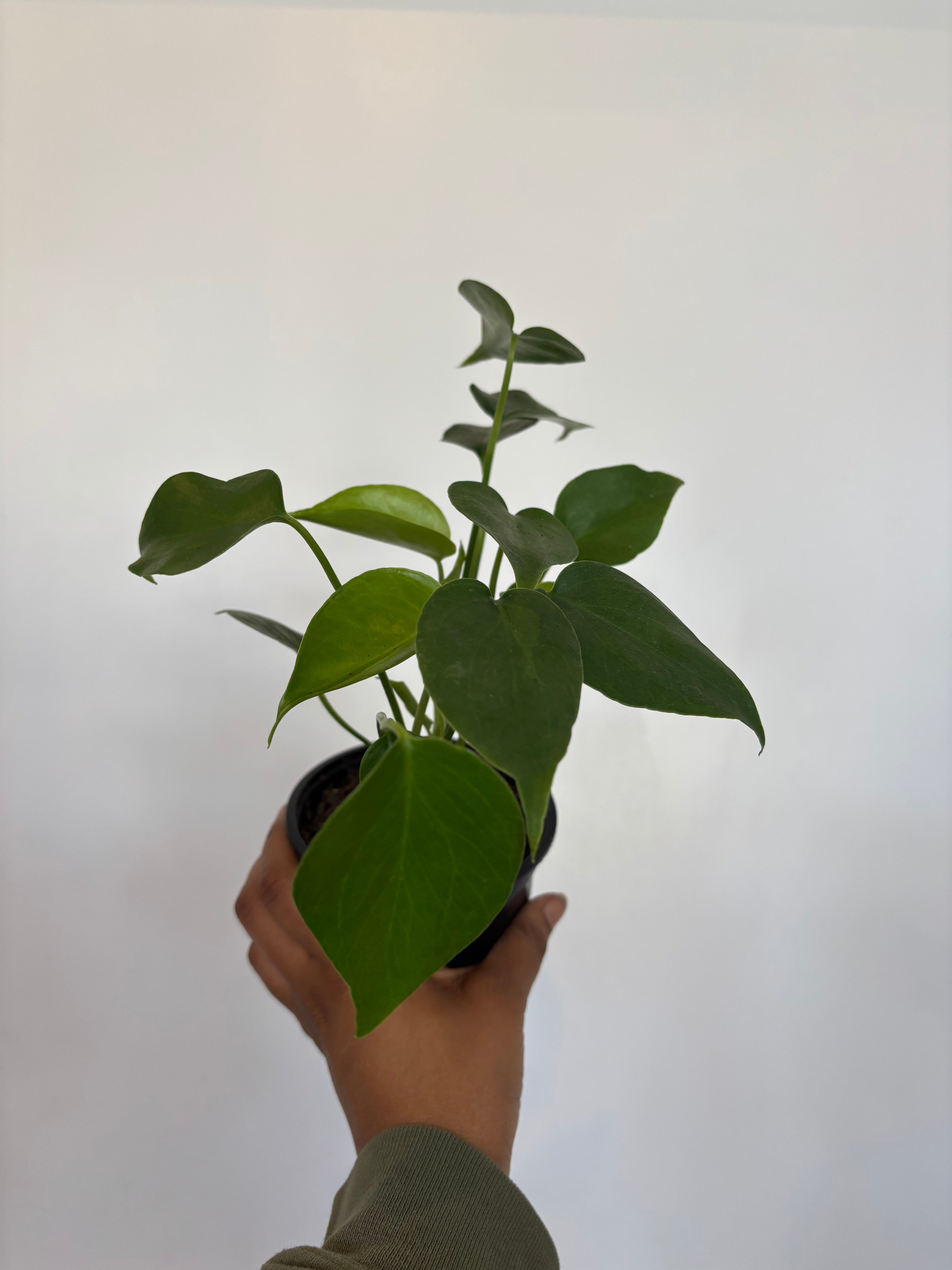 Monstera Deliciosa