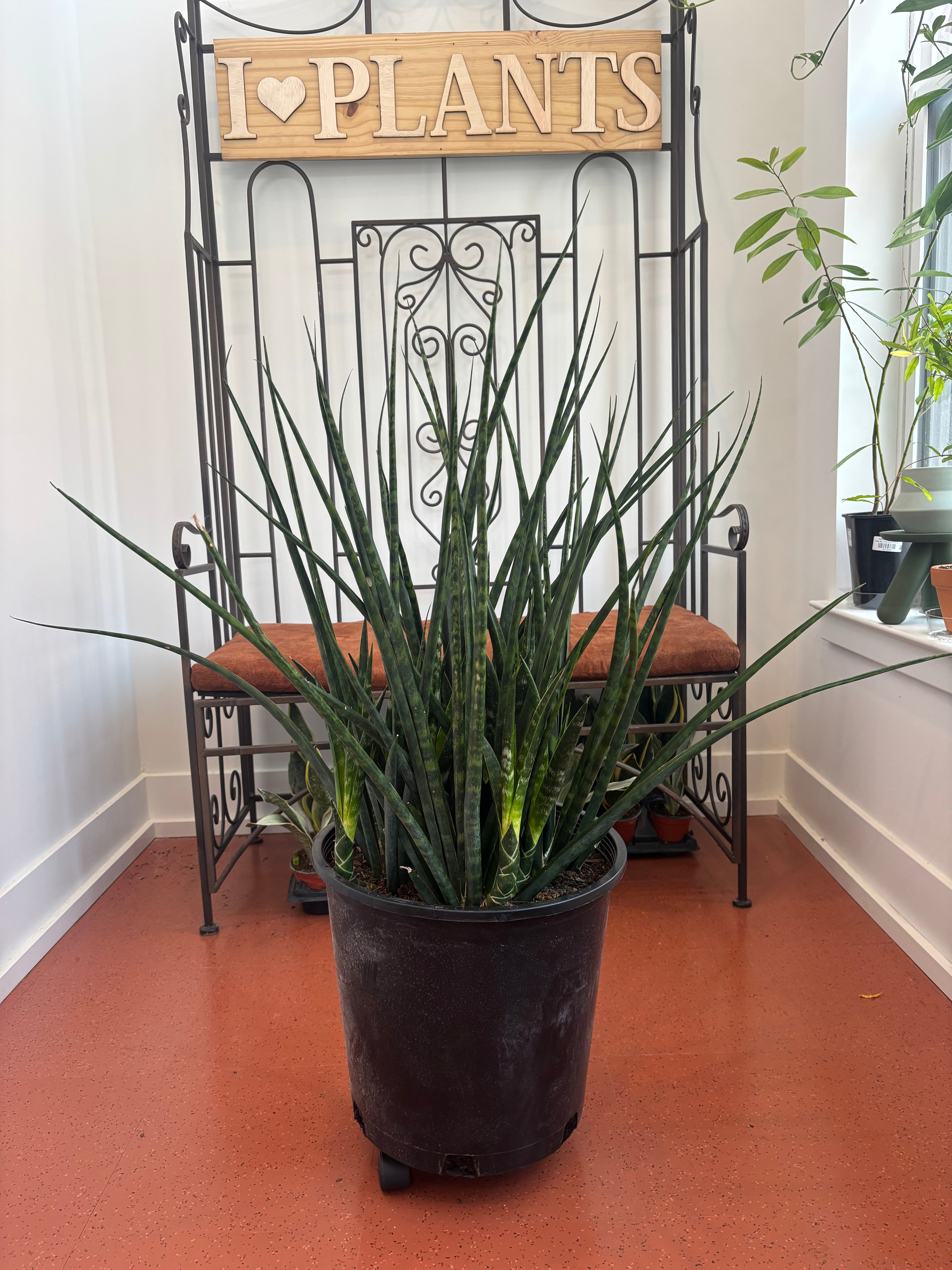 Sansevieria Fernwood Mikado