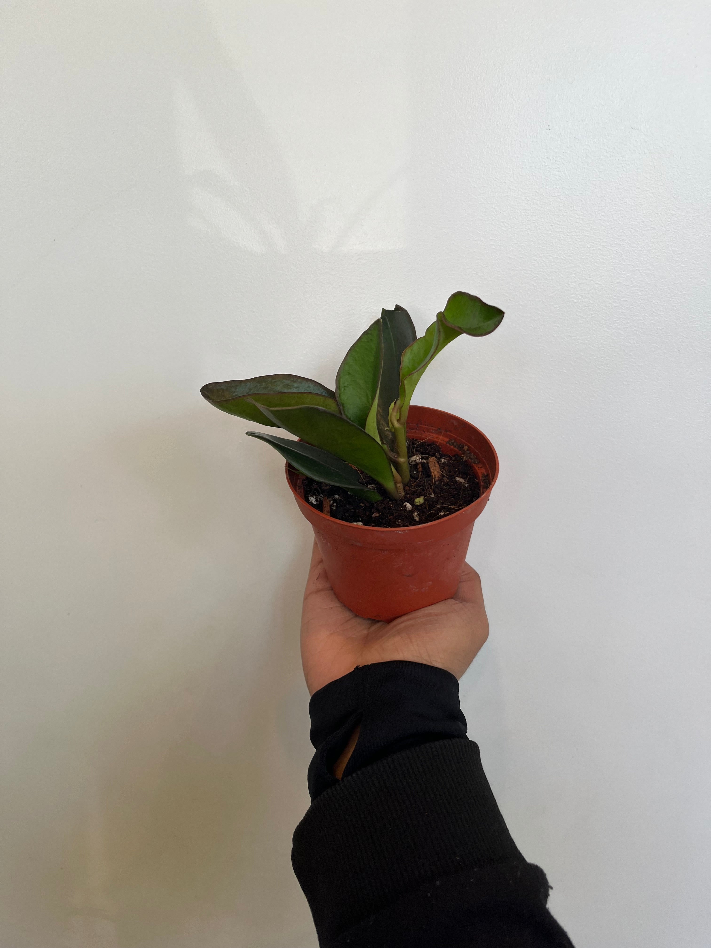 Peperomia Red Edge