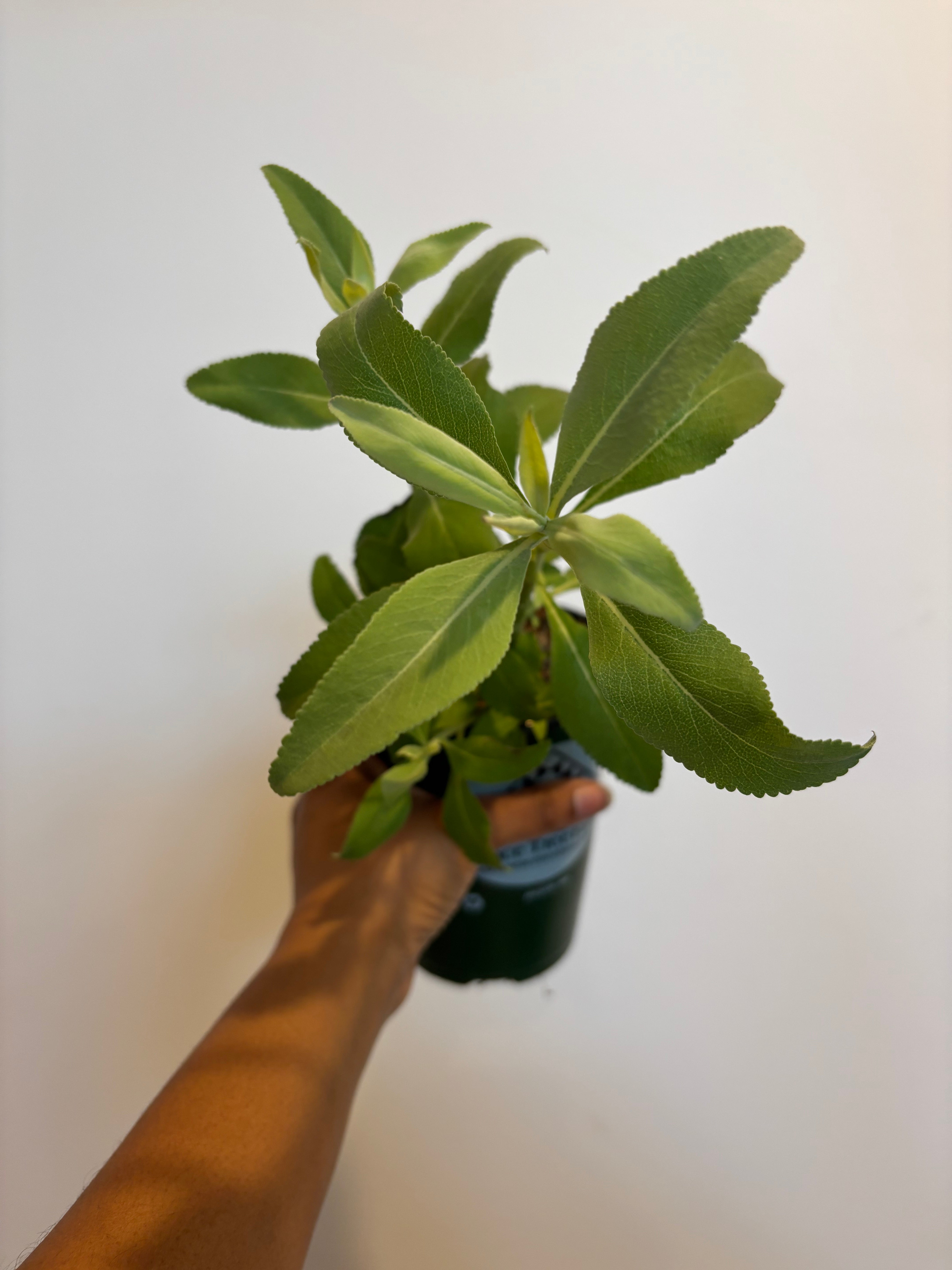 White Sage