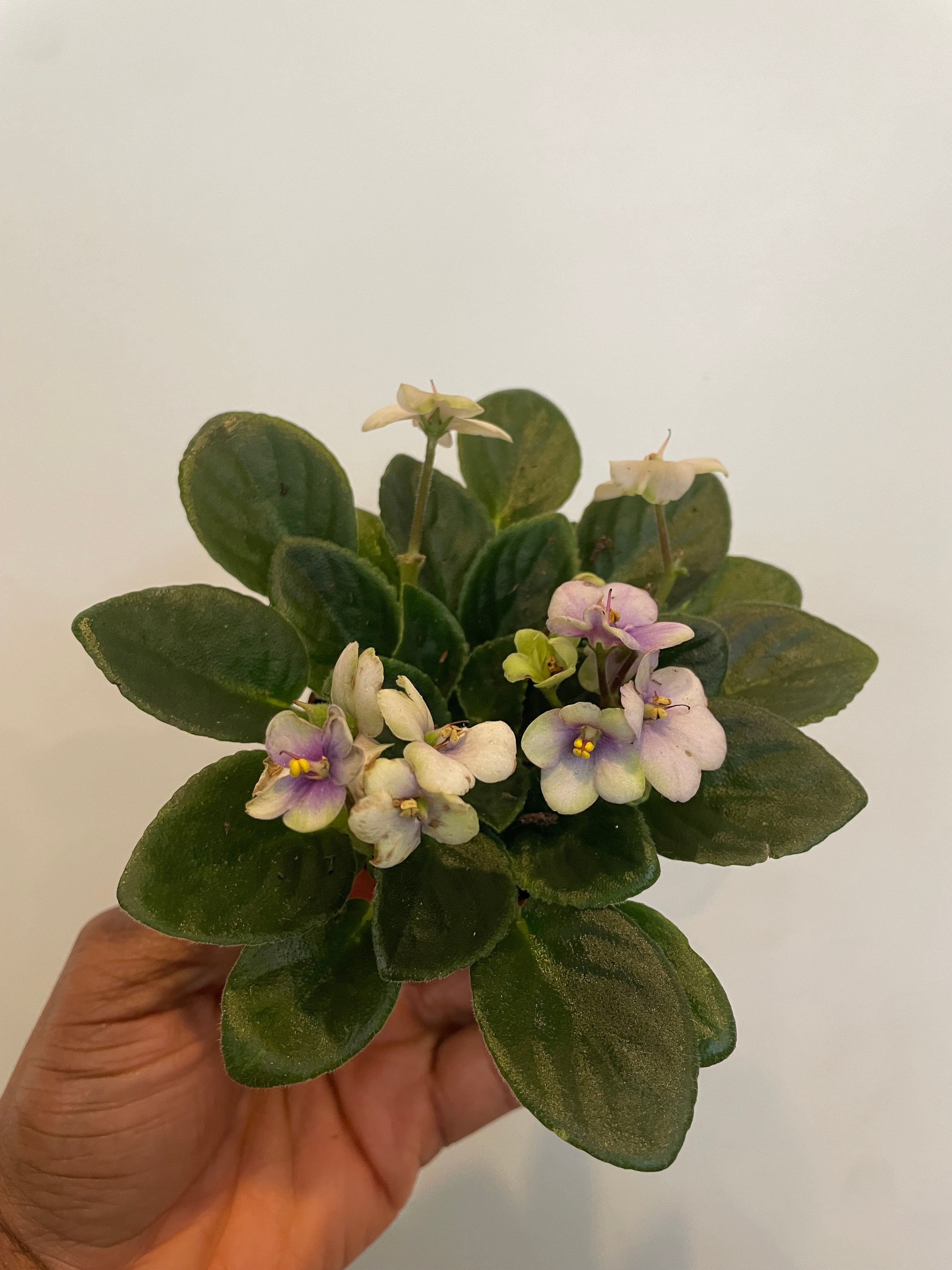 African Violet Saintpaulia