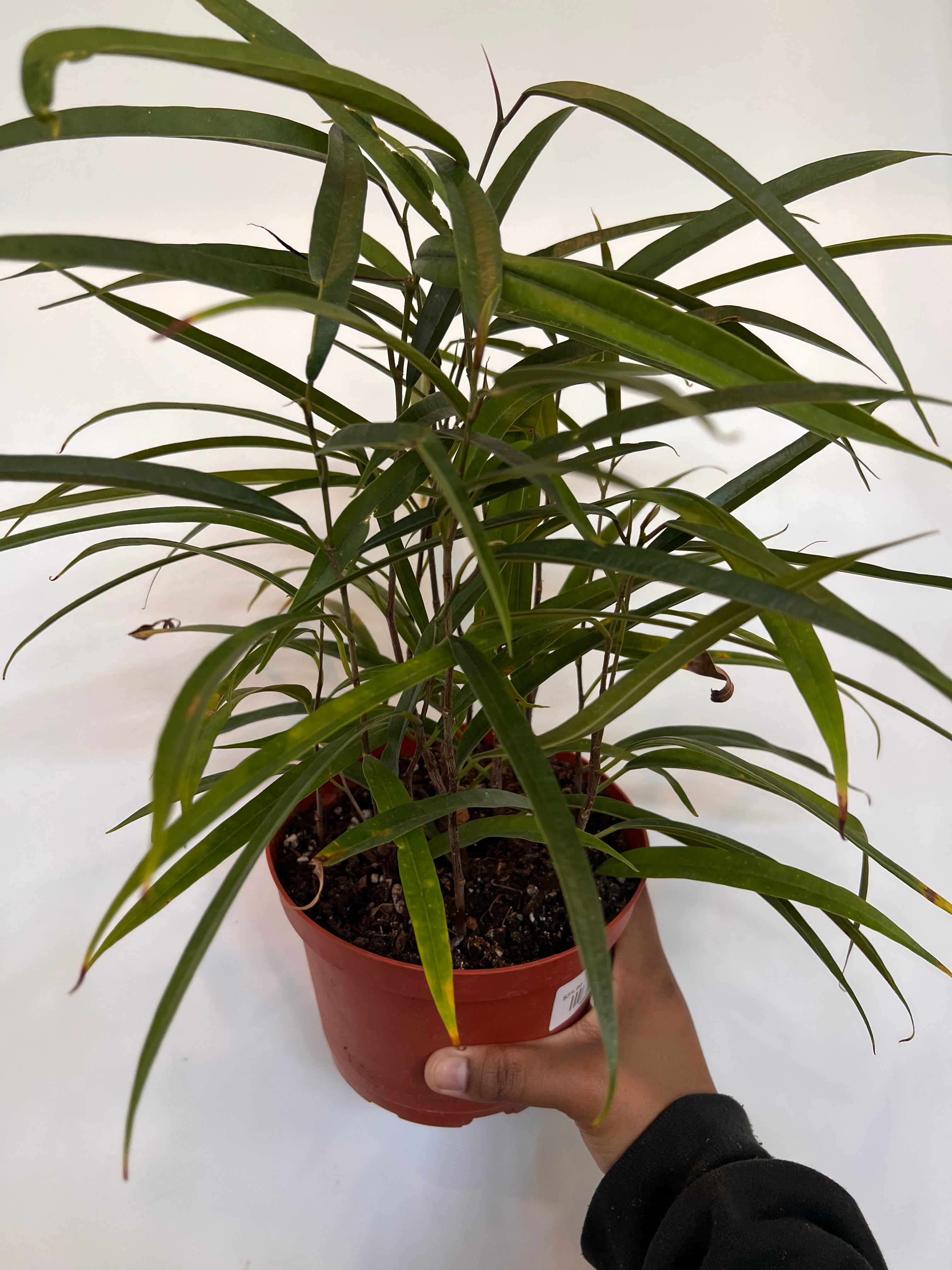 Ficus Alli