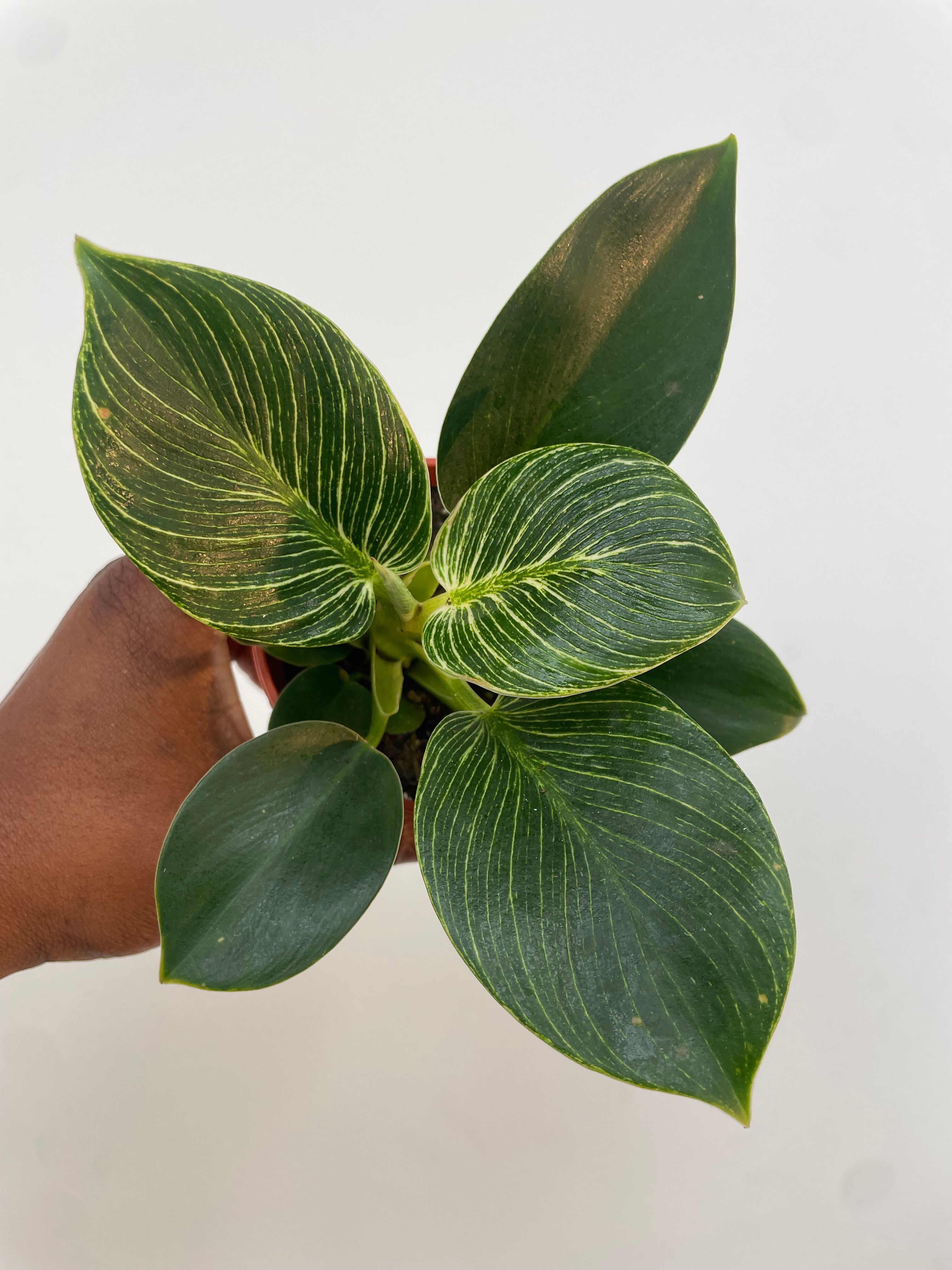 Philodendron Birkin
