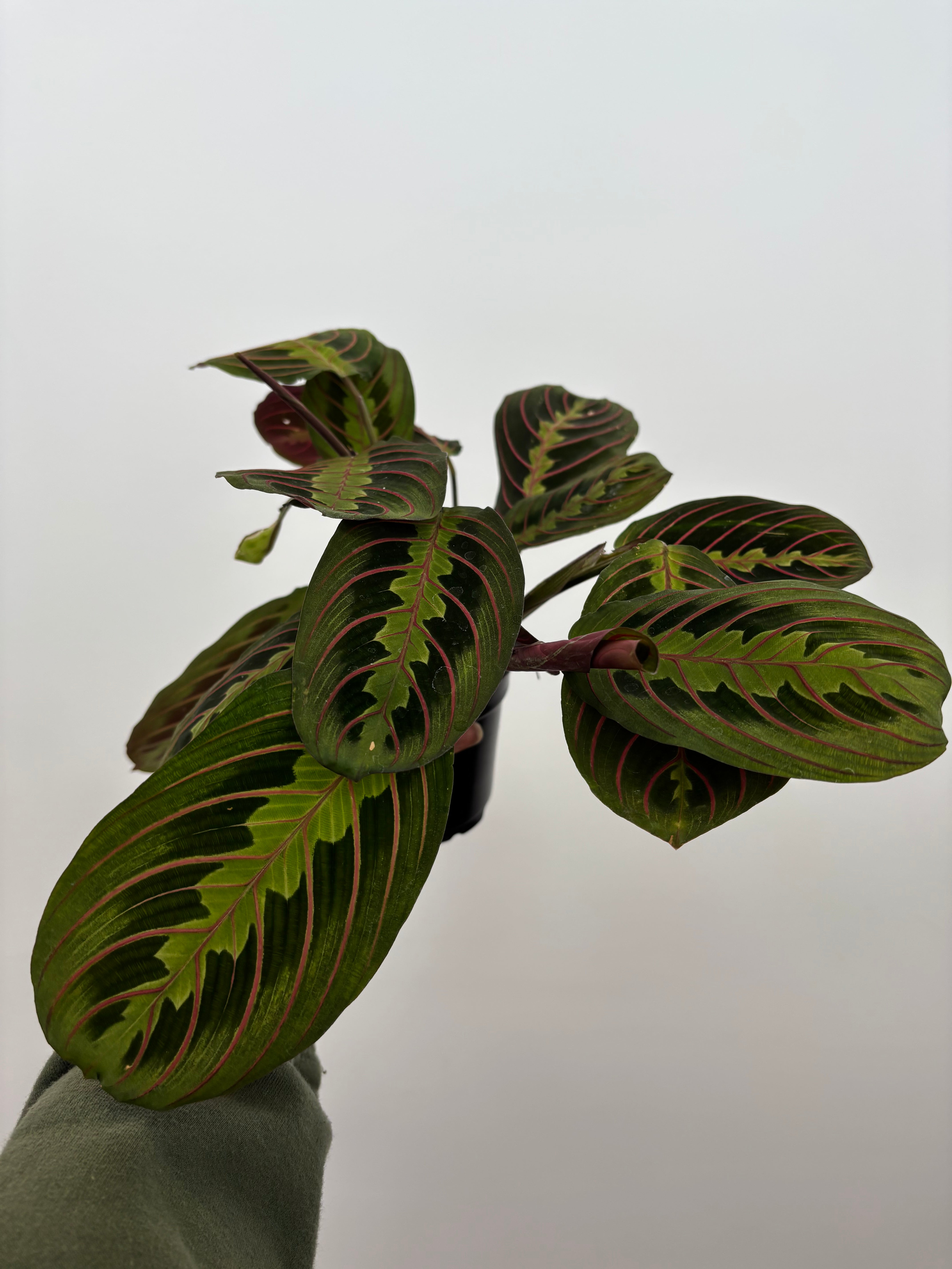 Maranta Leuconeura,  Red Maranta
