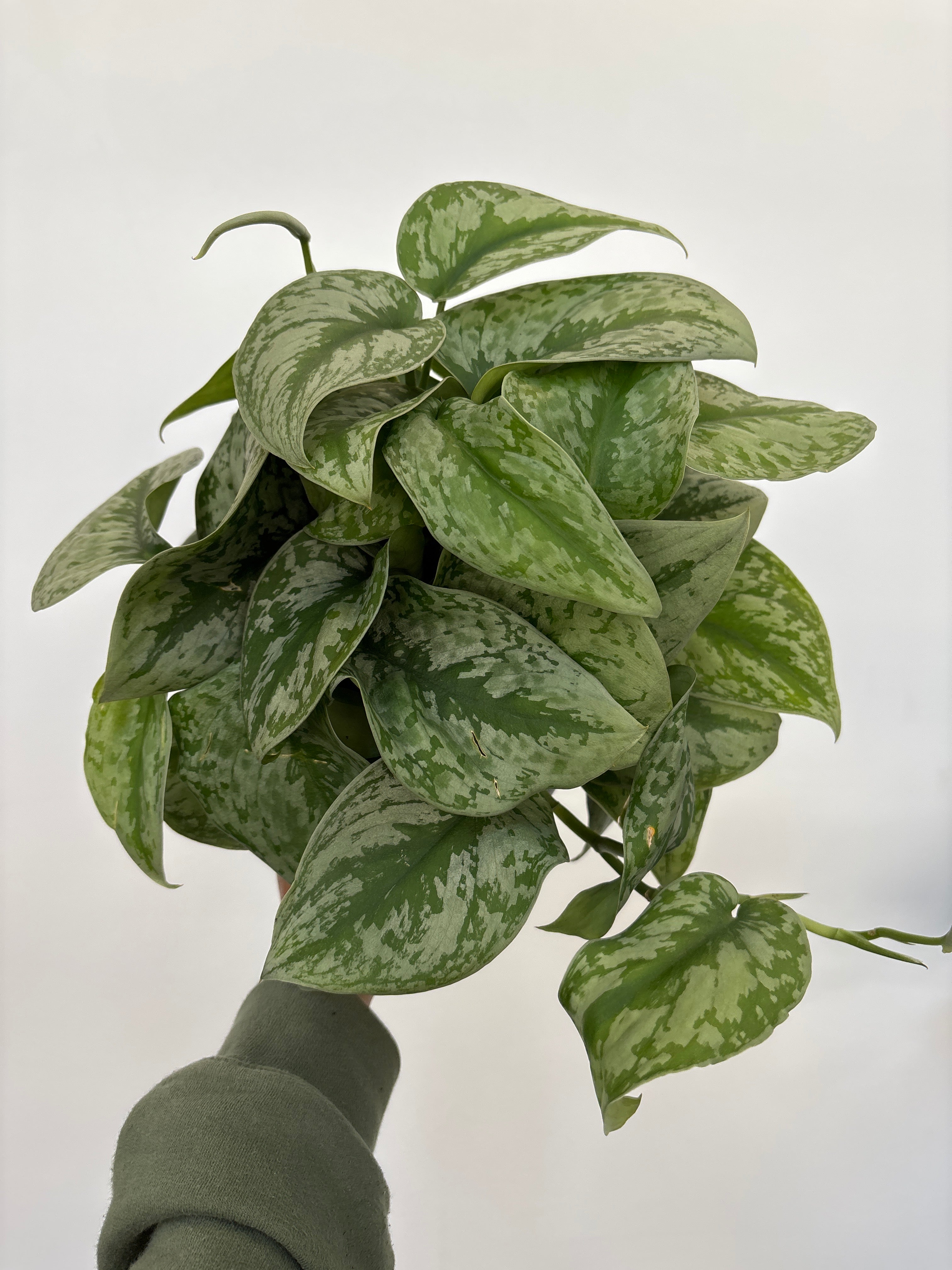 Scindapsus Pictus Silver Satin