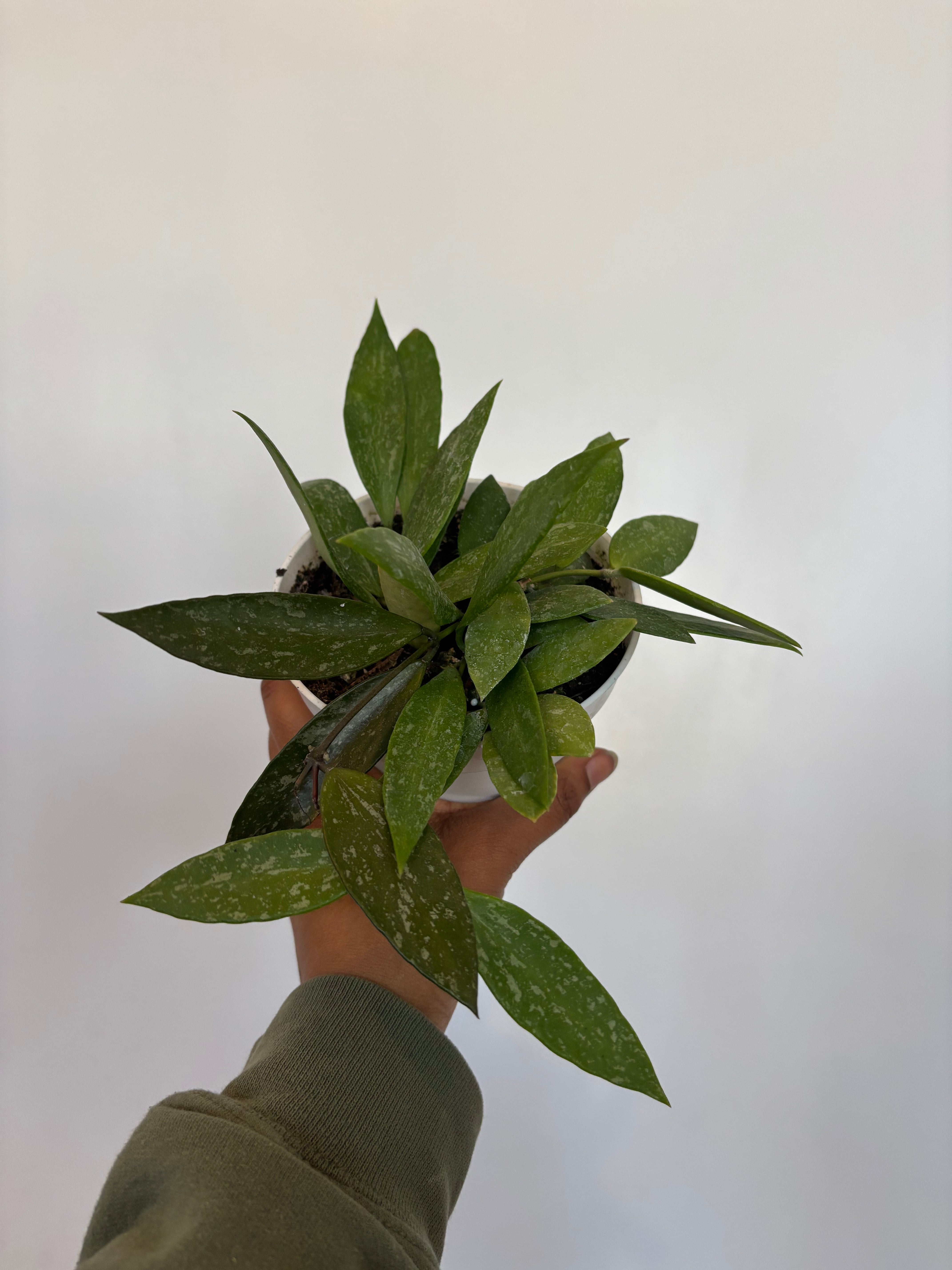 Hoya Gracilis