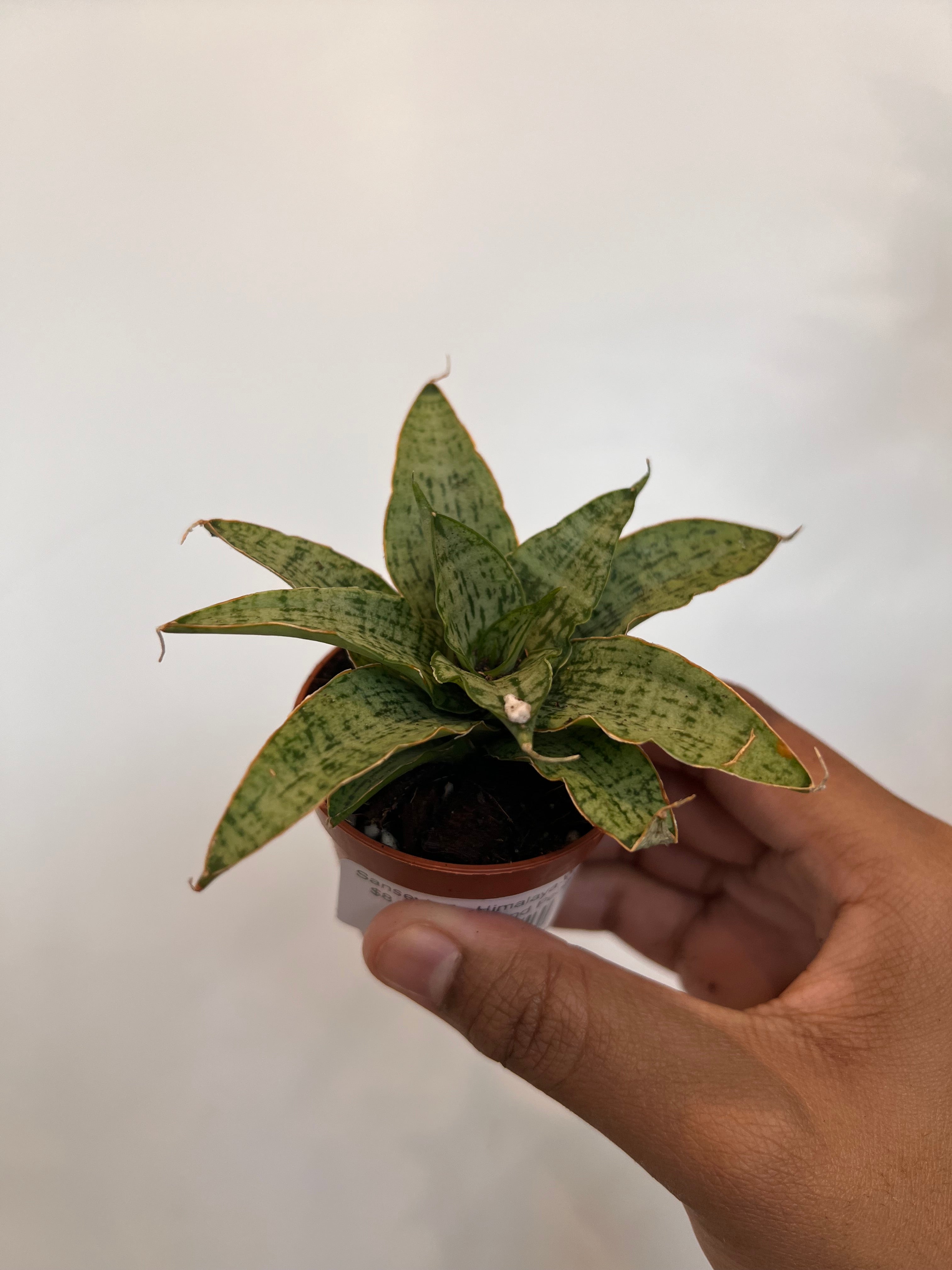 Sansevieria Himalaya White