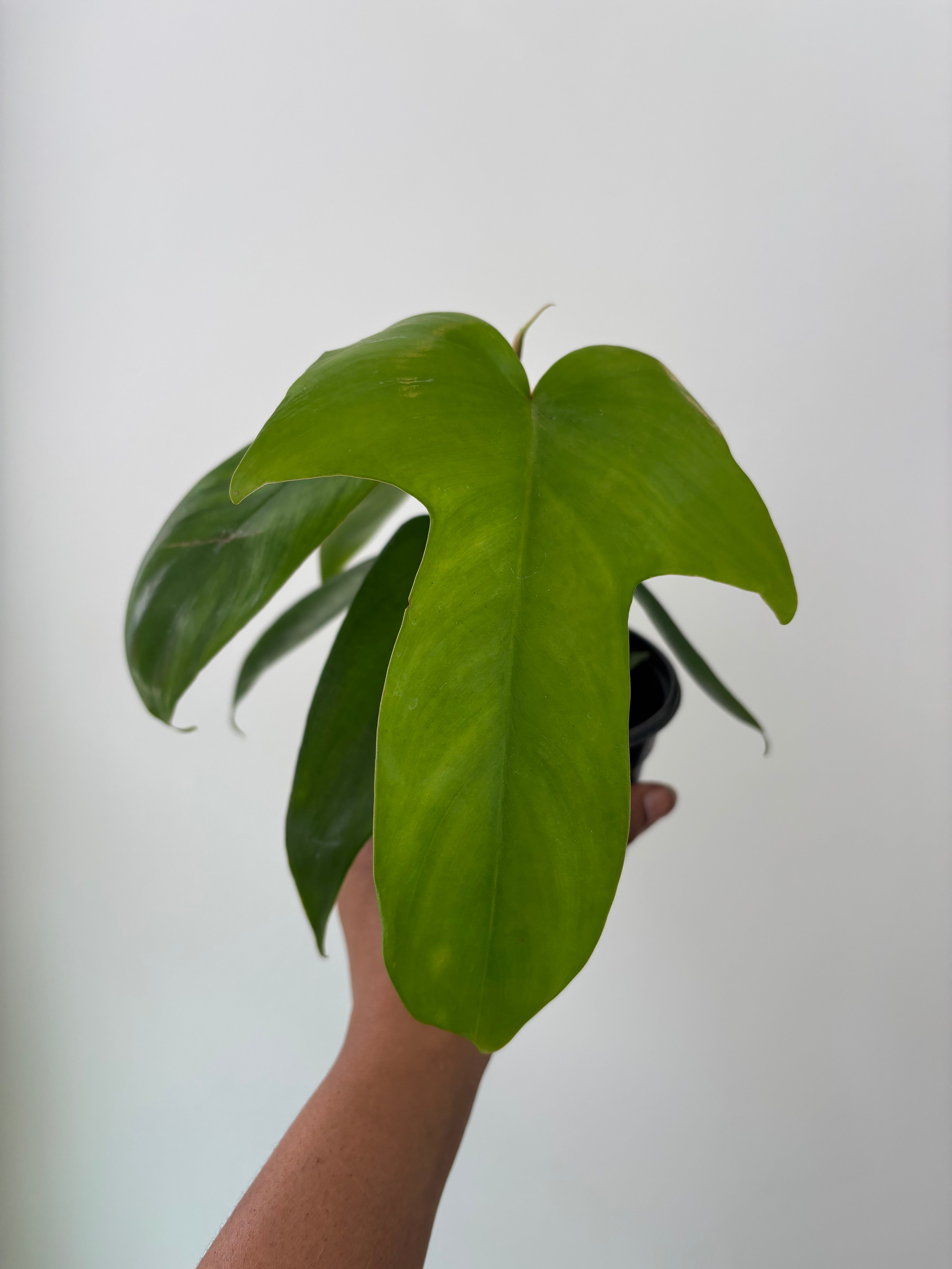Philodendron Florida Green