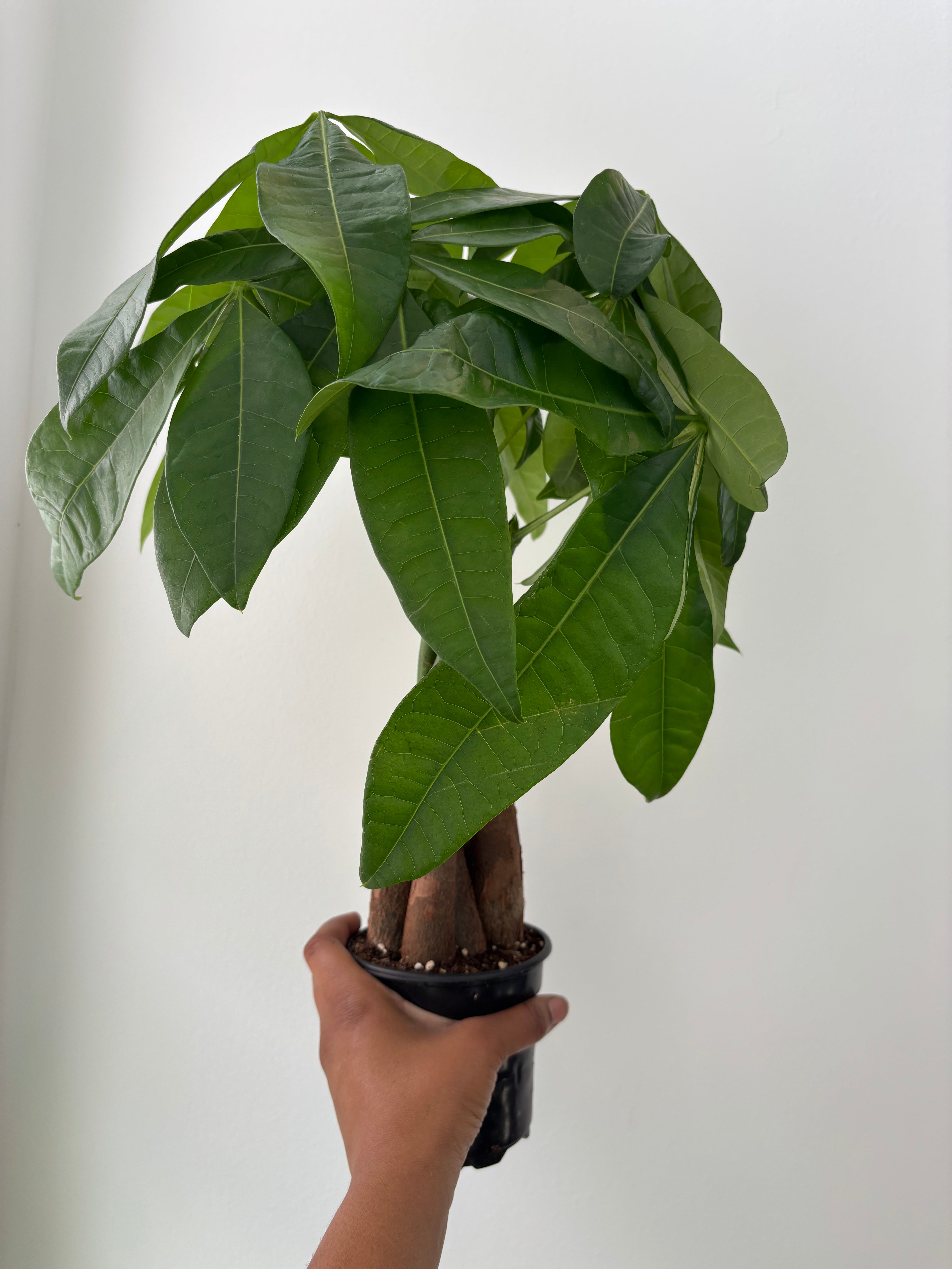 Money Tree Pachira aquatica Braid