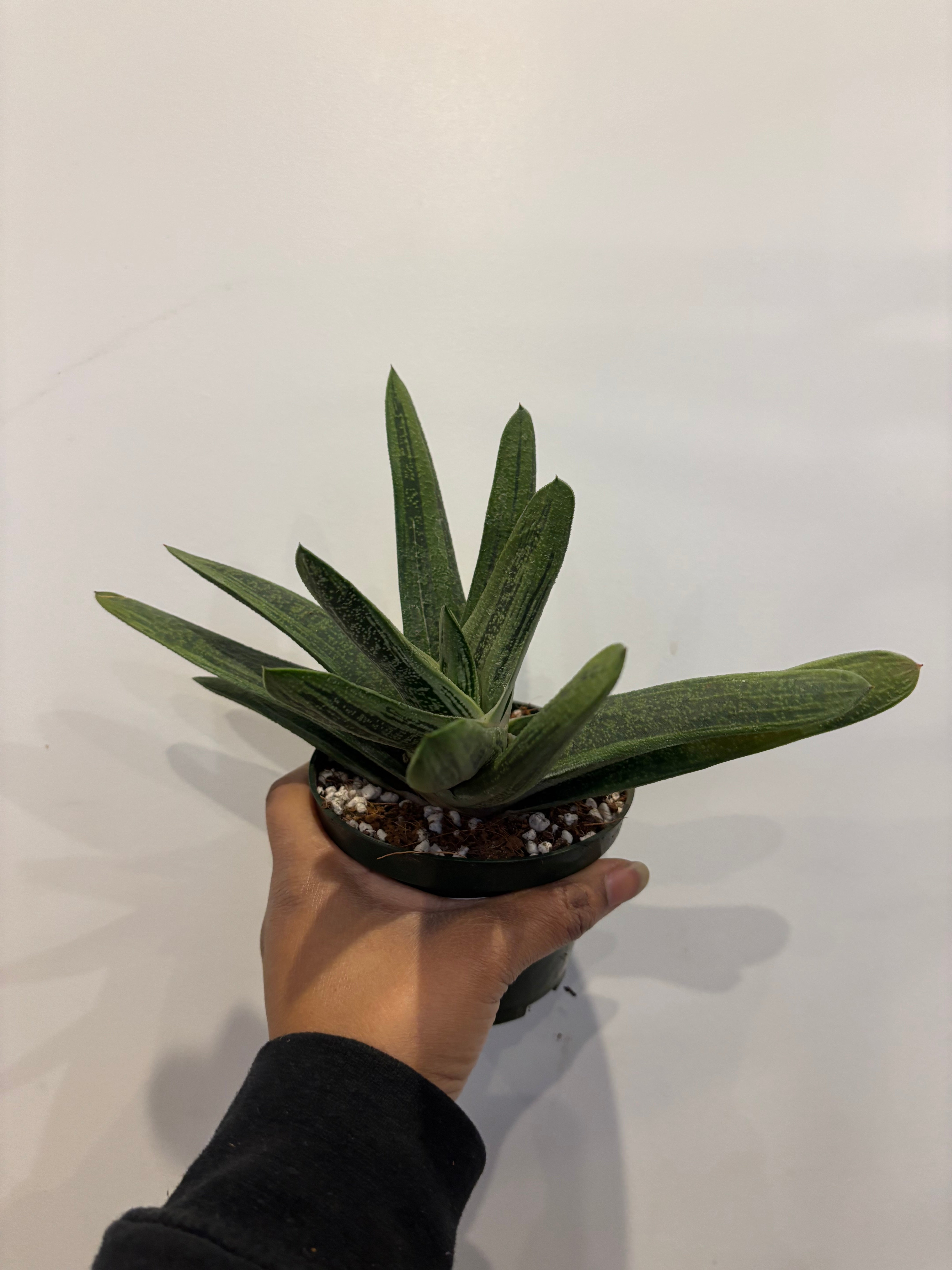 Gasteria Little Warty