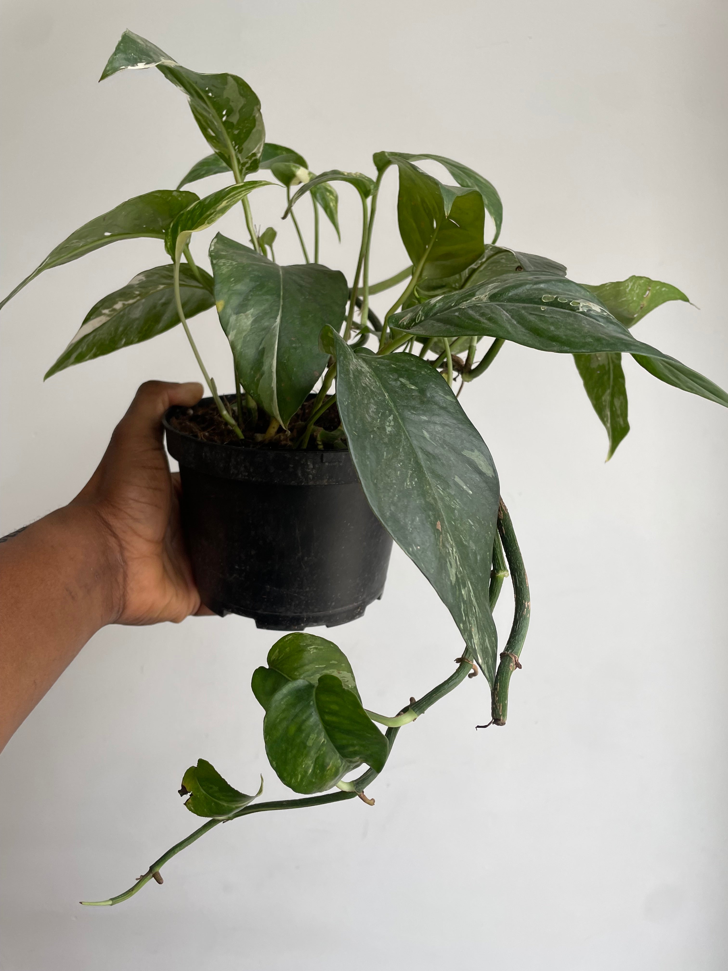 Epipremnum Pinnatum