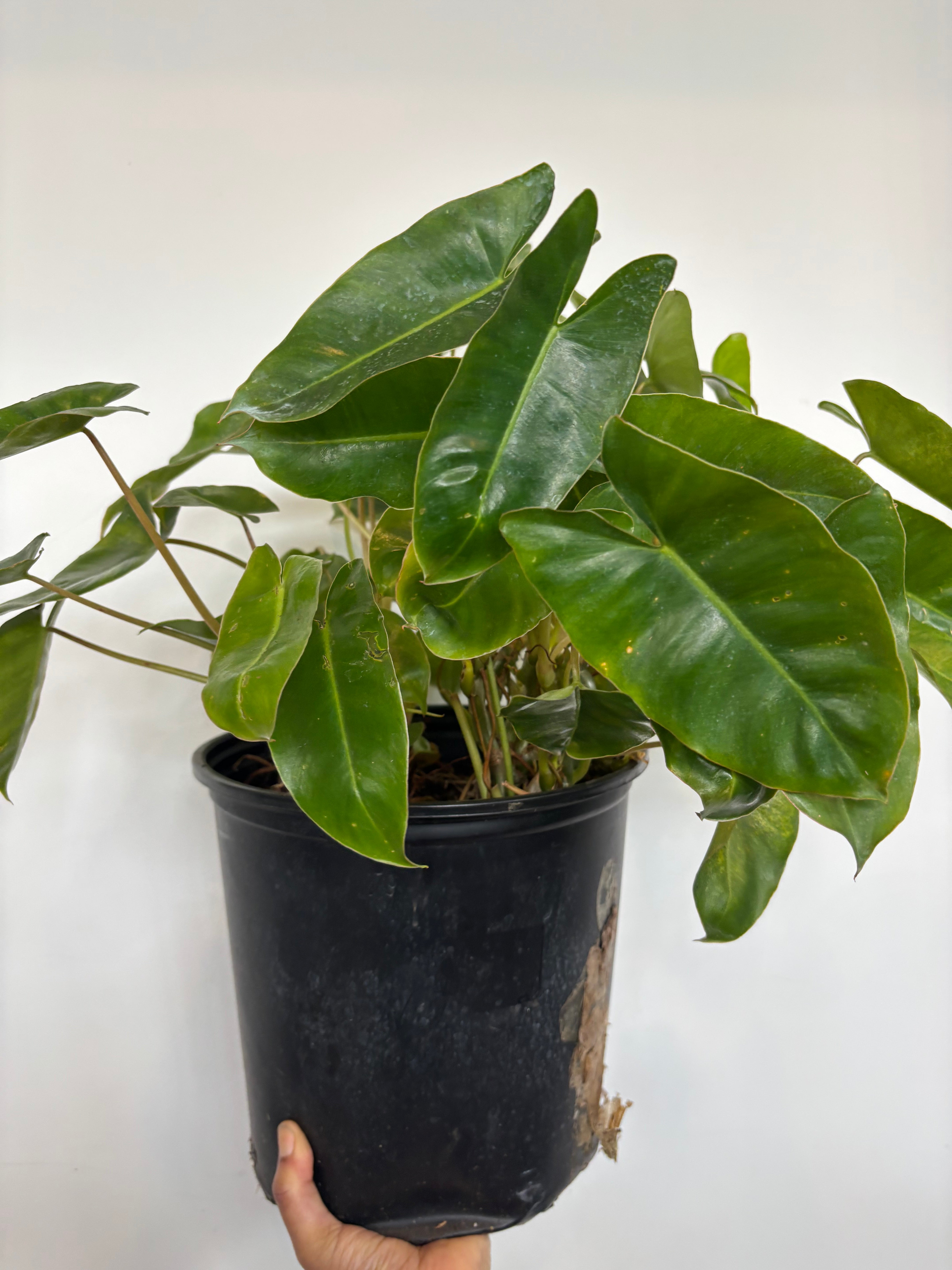 Philodendron Burle Marx